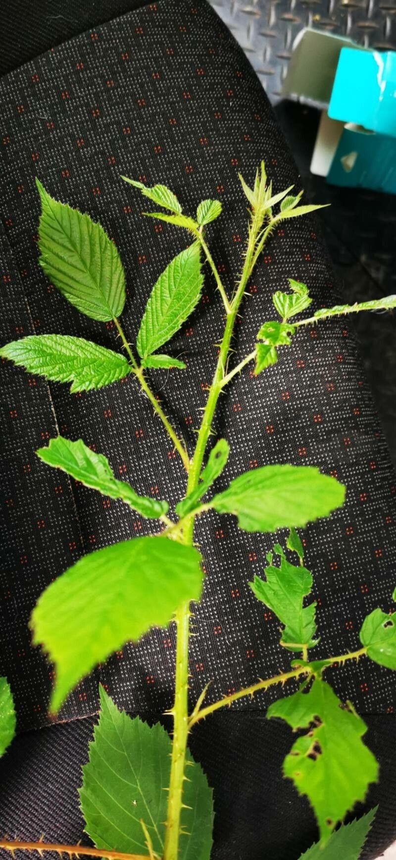Rubus leightonii photo 6