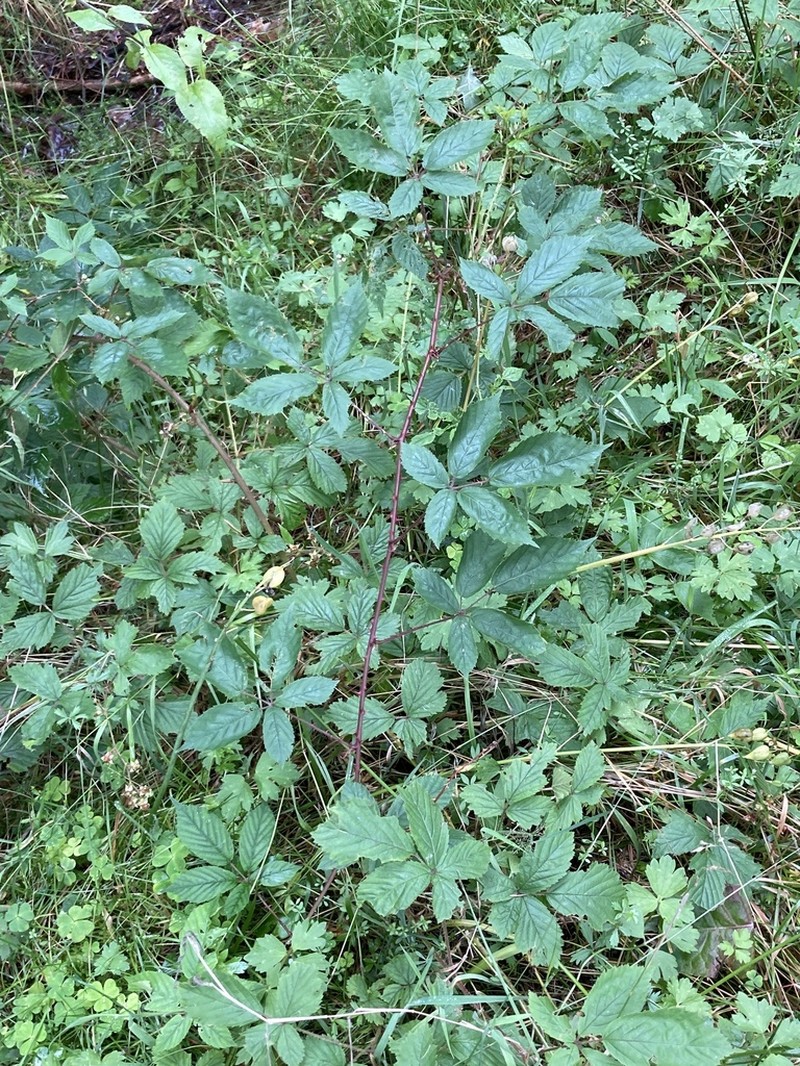 Rubus lentiginosus
