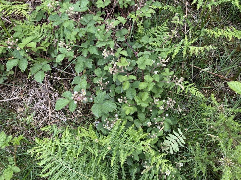 Rubus lentiginosus photo 2