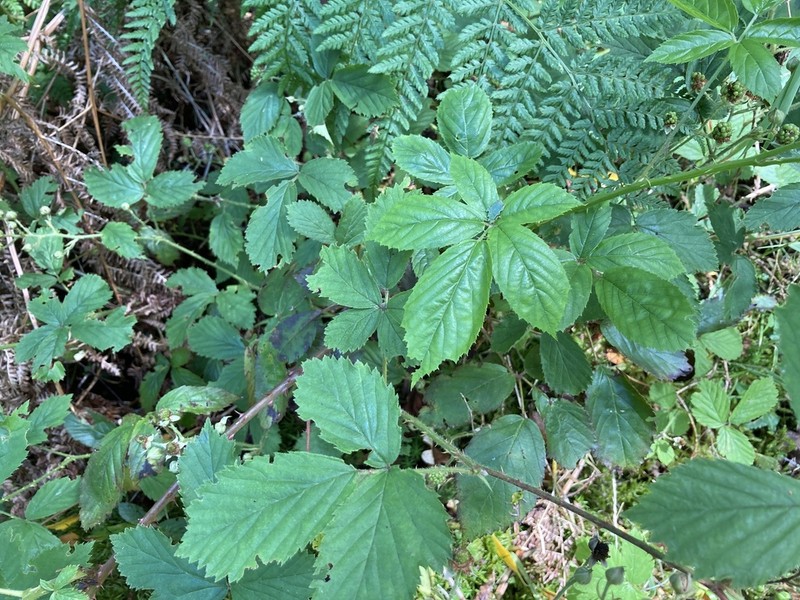 Rubus lentiginosus photo 3