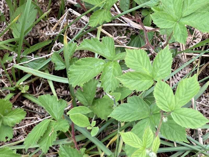 Rubus lentiginosus photo 4