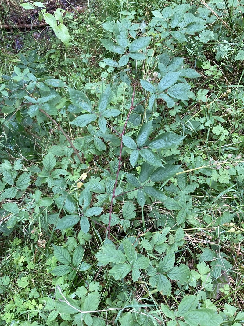 Rubus lentiginosus photo 5