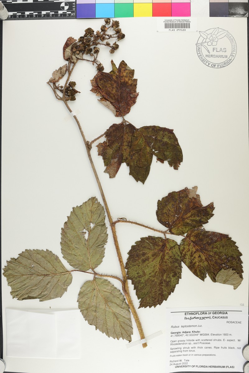 Rubus leptostemon