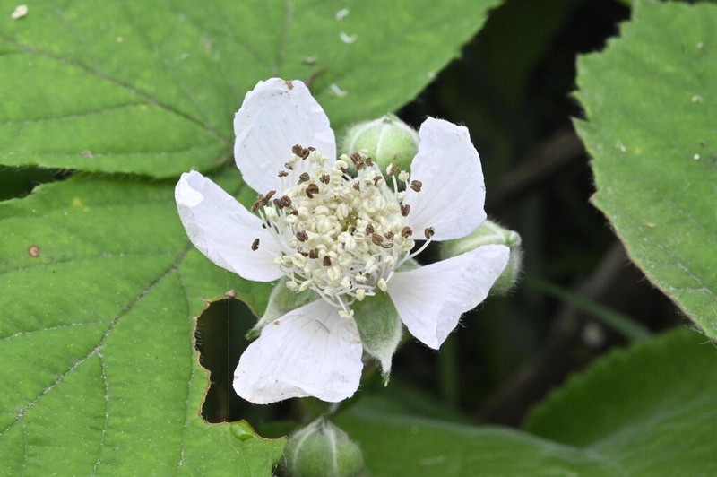 Rubus leptothyrsos