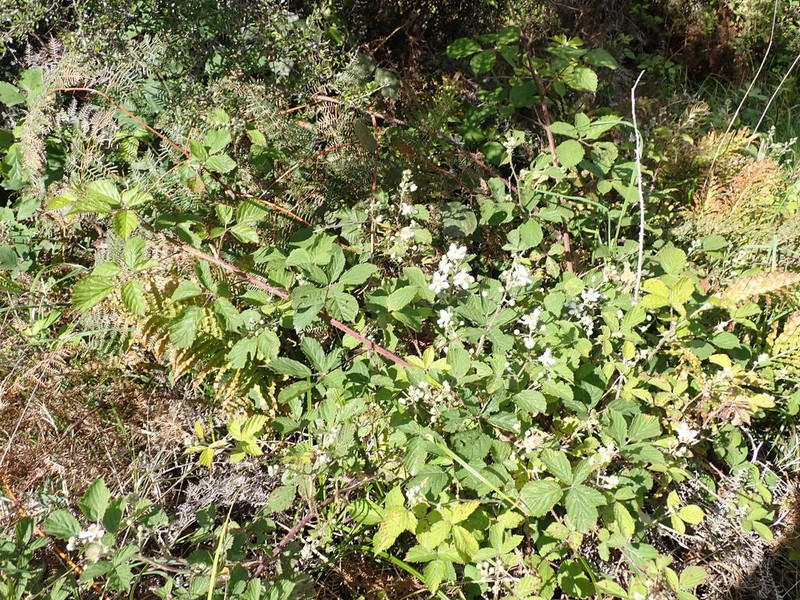Rubus leptothyrsos photo 2