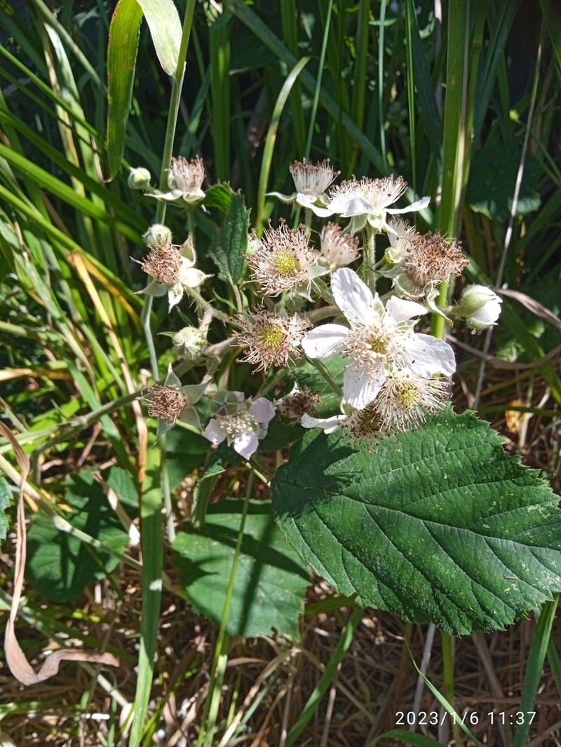 Rubus leptothyrsos photo 3