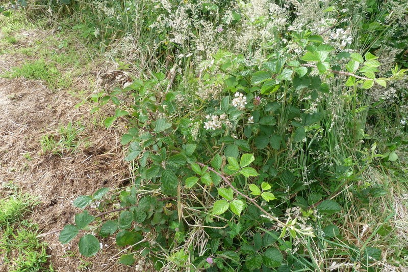 Rubus leptothyrsos photo 4