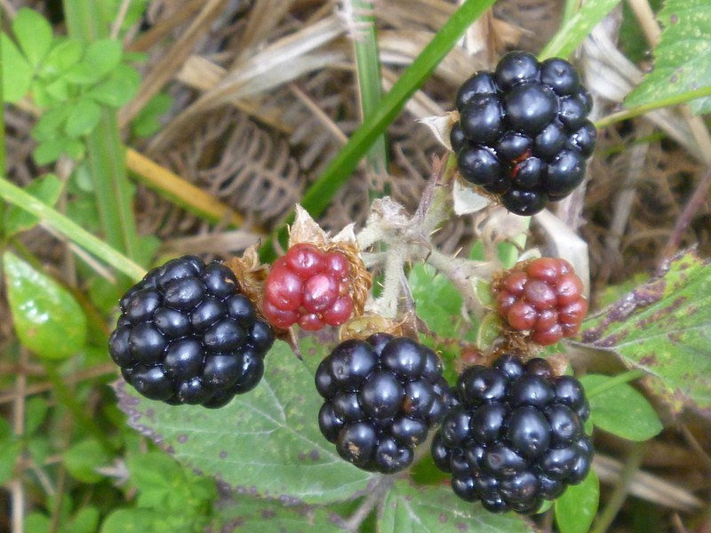 Rubus leptothyrsos photo 5