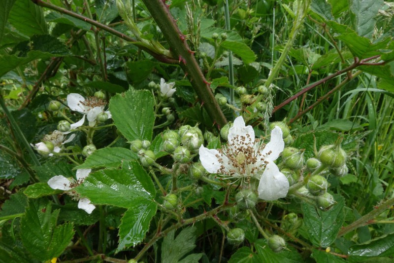 Rubus leptothyrsos photo 6