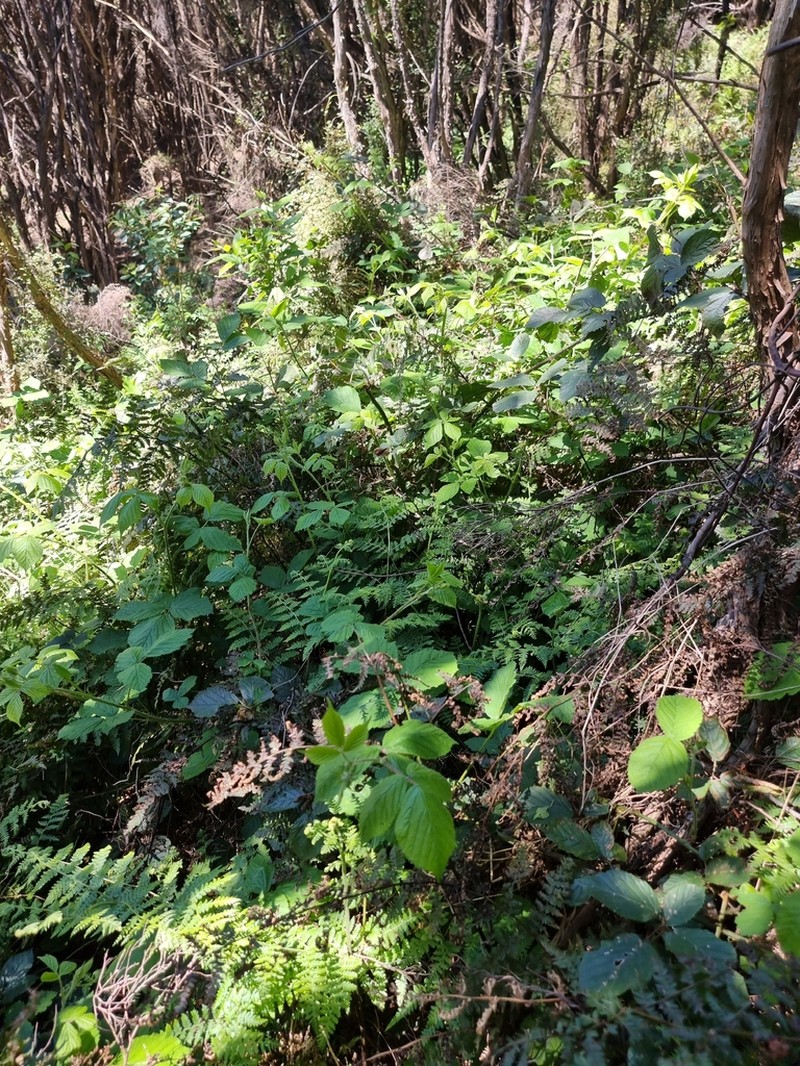 Rubus leptothyrsos photo 7