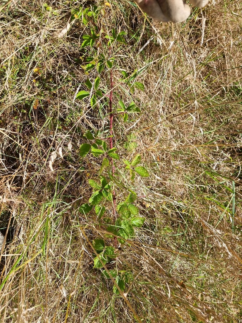 Rubus leptothyrsos photo 8