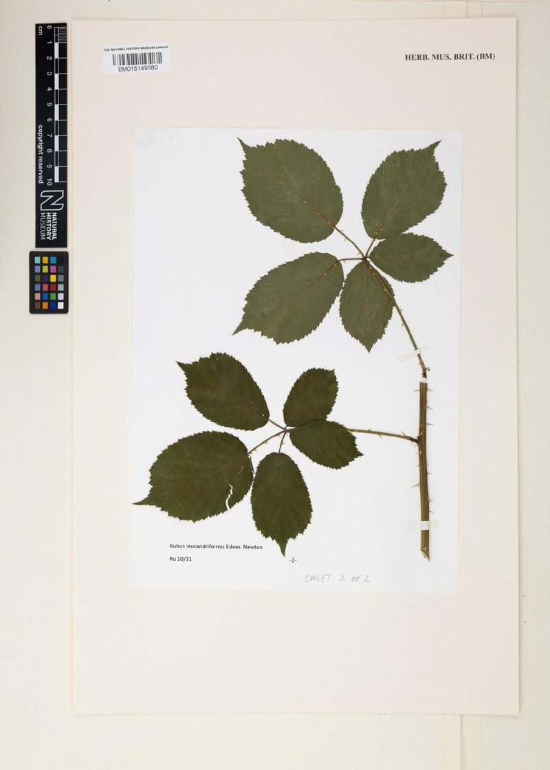 Rubus leucandriformis