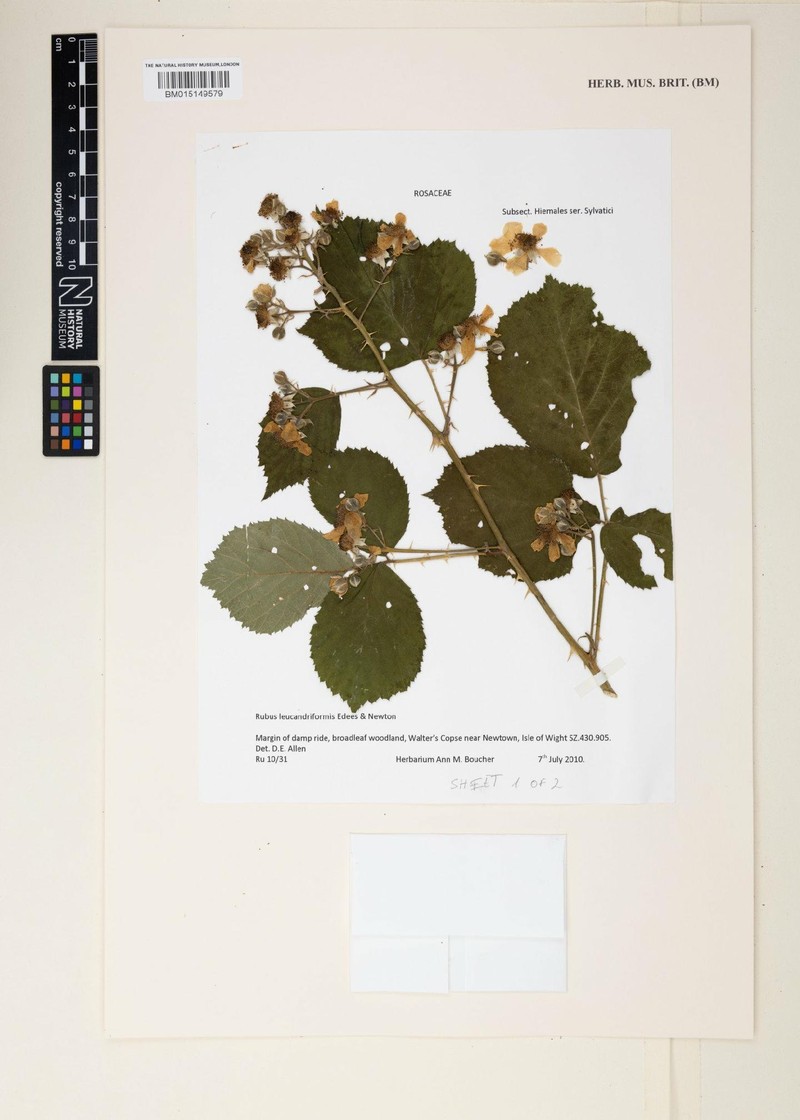 Rubus leucandriformis photo 2