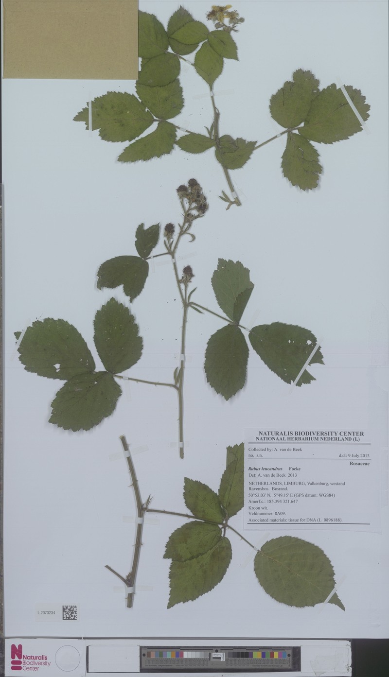 Rubus leucandrus