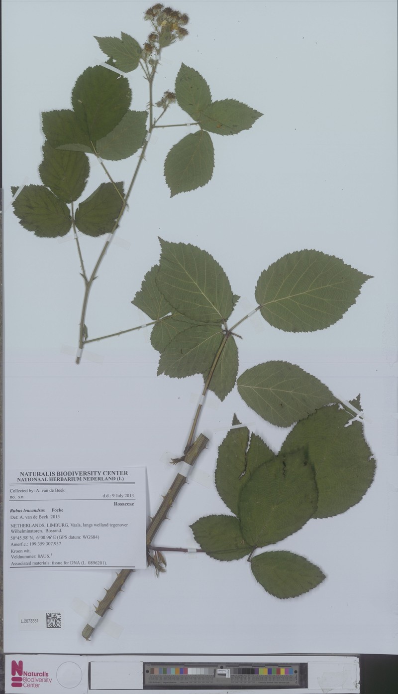 Rubus leucandrus photo 2