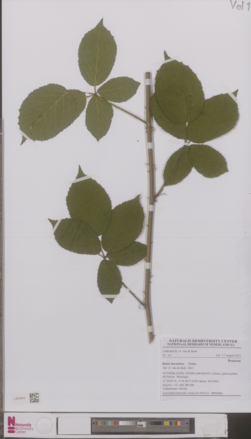 Rubus leucandrus photo 3