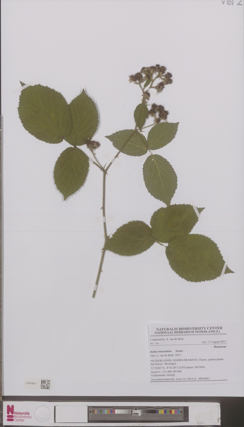 Rubus leucandrus photo 4