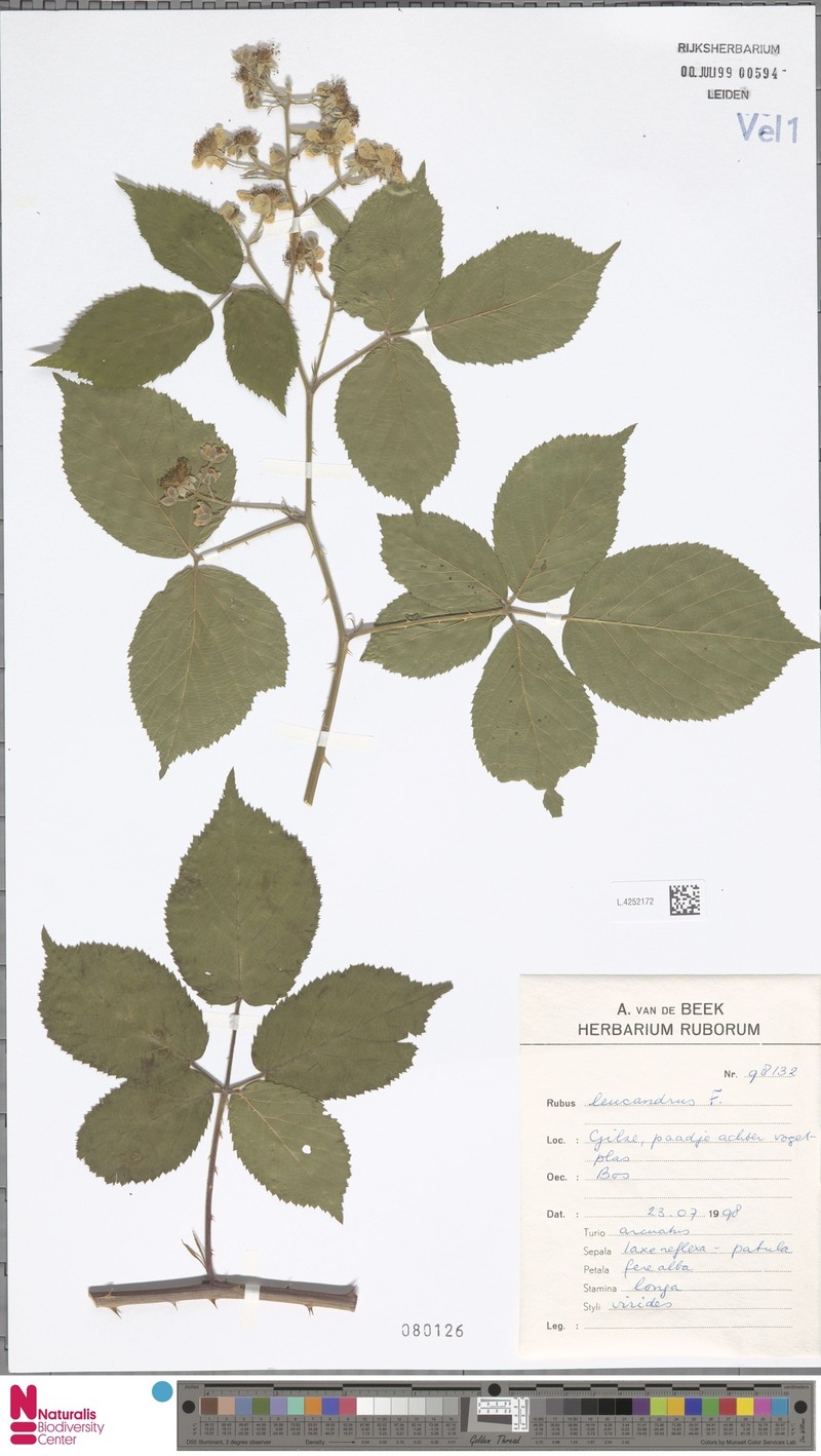 Rubus leucandrus photo 5