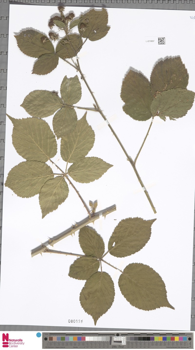 Rubus leucandrus photo 6