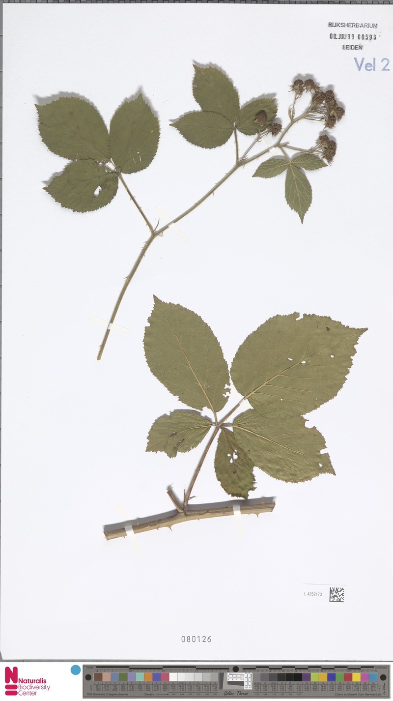 Rubus leucandrus photo 7