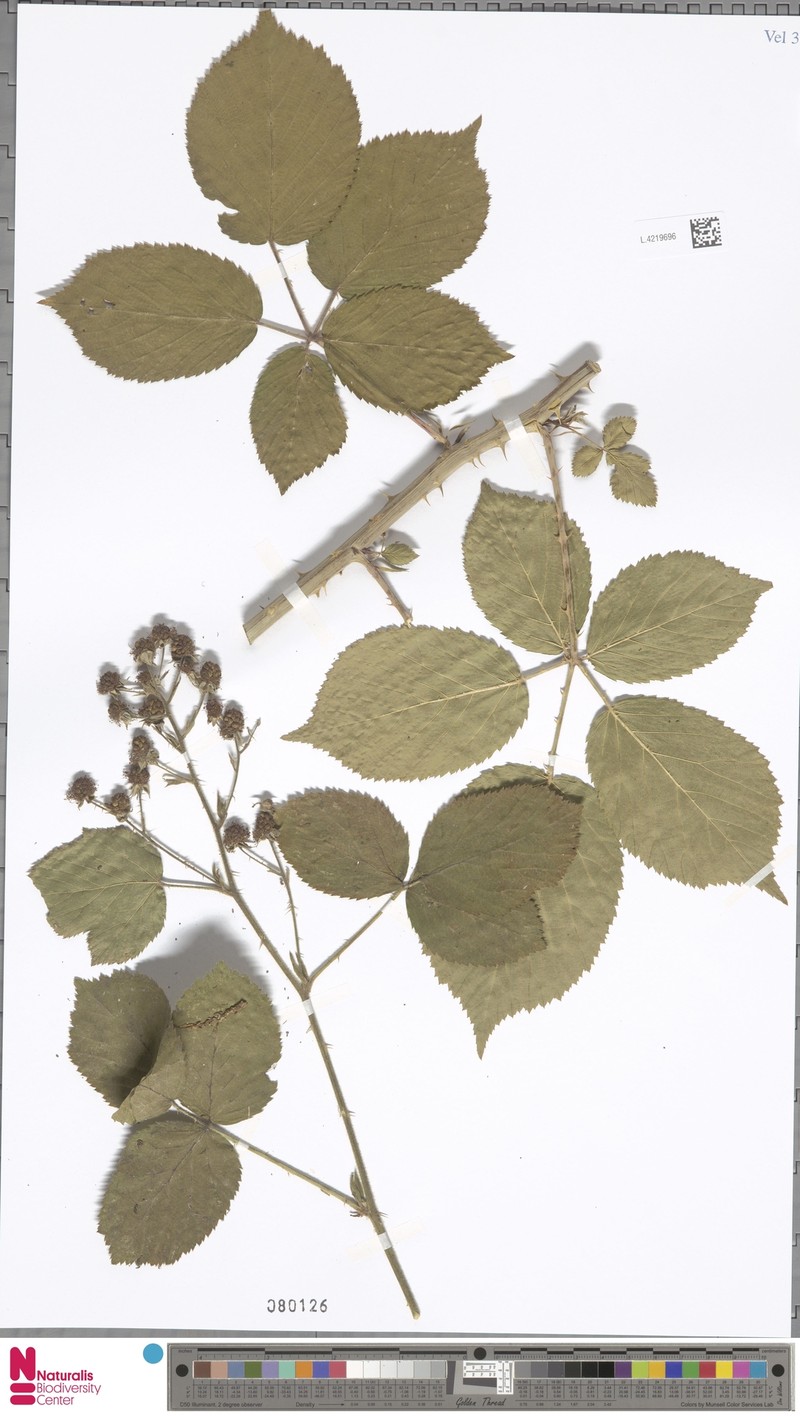 Rubus leucandrus photo 8