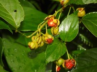 Rubus leucanthus