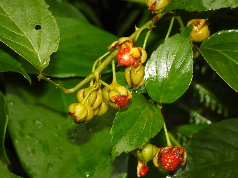 Rubus leucanthus