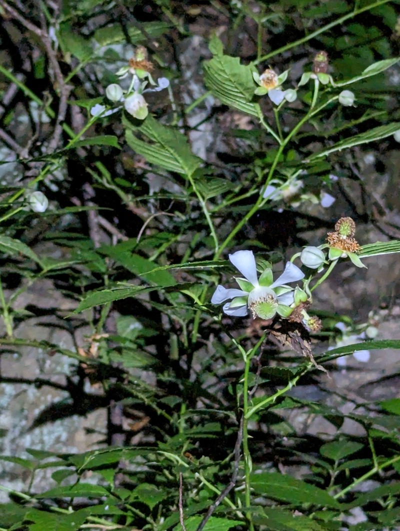 Rubus leucanthus photo 4