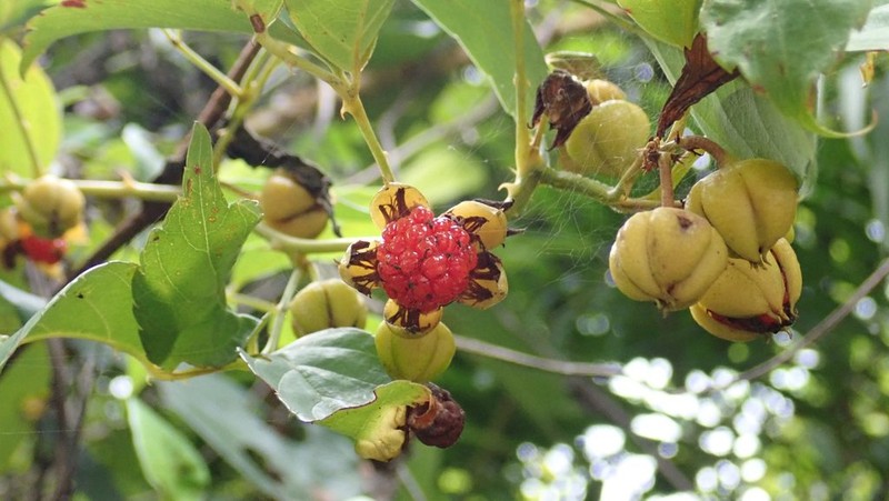 Rubus leucanthus photo 6