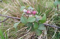 Rubus leucocarpus