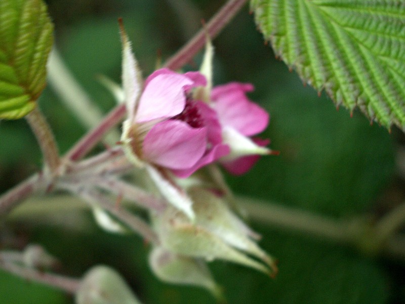 Rubus leucocarpus photo 2