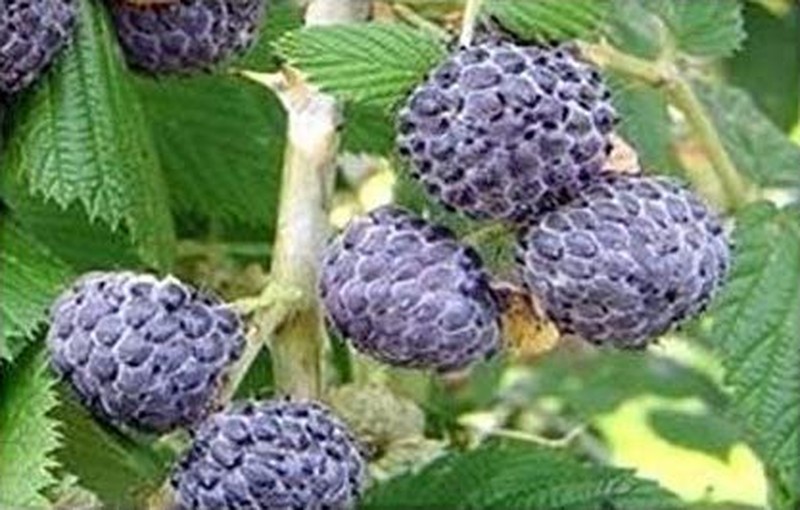 Whitebark Raspberry photo 5