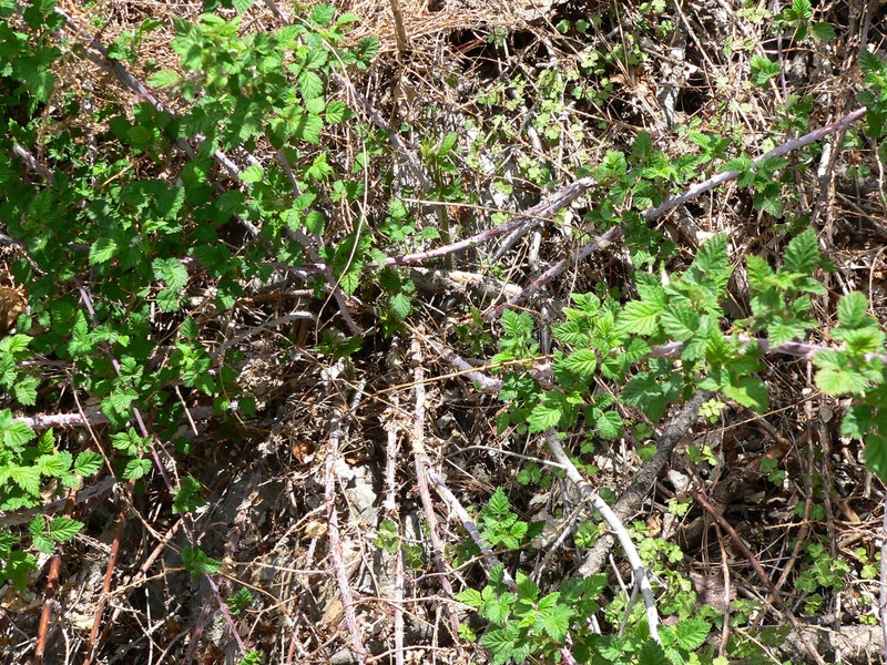 Whitebark Raspberry photo 6