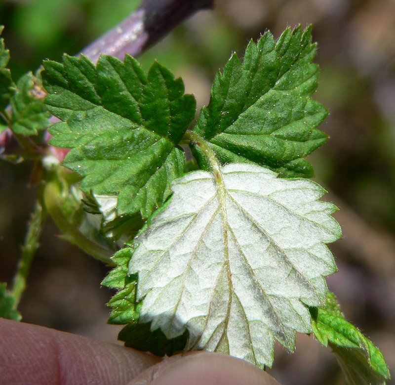 Whitebark Raspberry photo 7