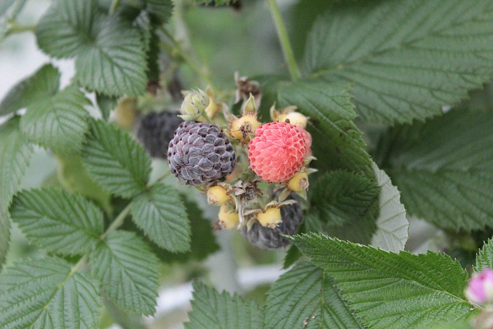 Whitebark Raspberry photo 8