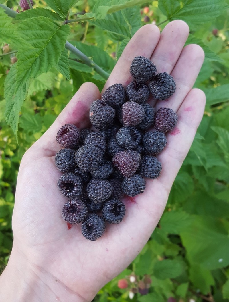 Whitebark Raspberry photo 6