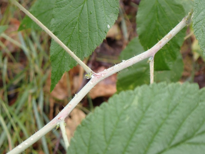 Whitebark Raspberry photo 7