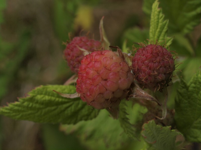 Rubus leucodermis var. leucodermis