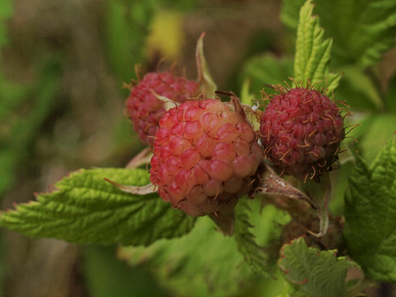 Rubus leucodermis var. leucodermis photo 2