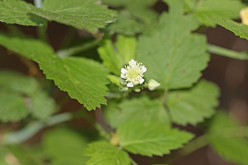 Rubus leucodermis var. leucodermis photo 3