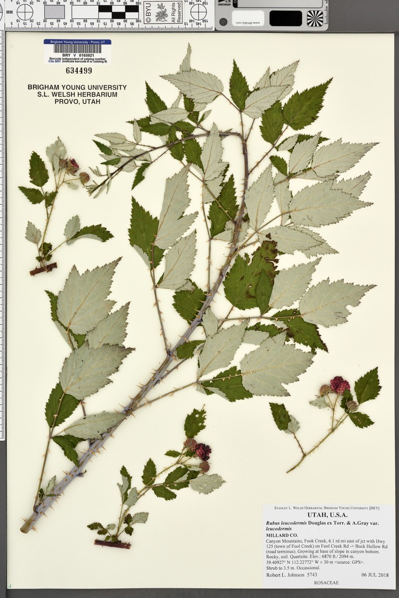 Rubus leucodermis var. leucodermis photo 4