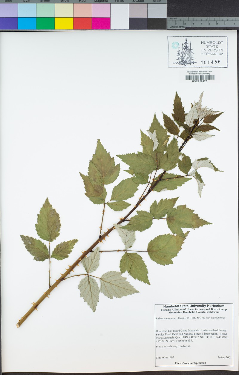 Rubus leucodermis var. leucodermis photo 5