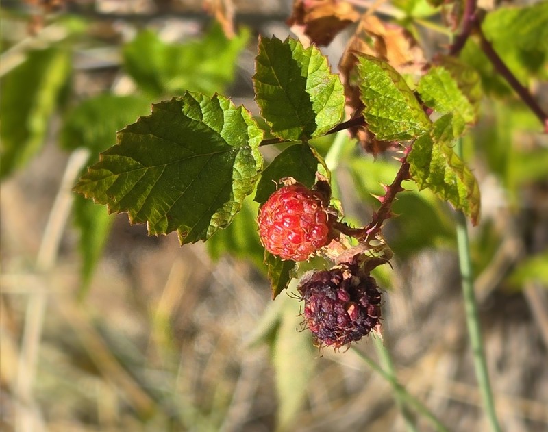 Dark Raspberry