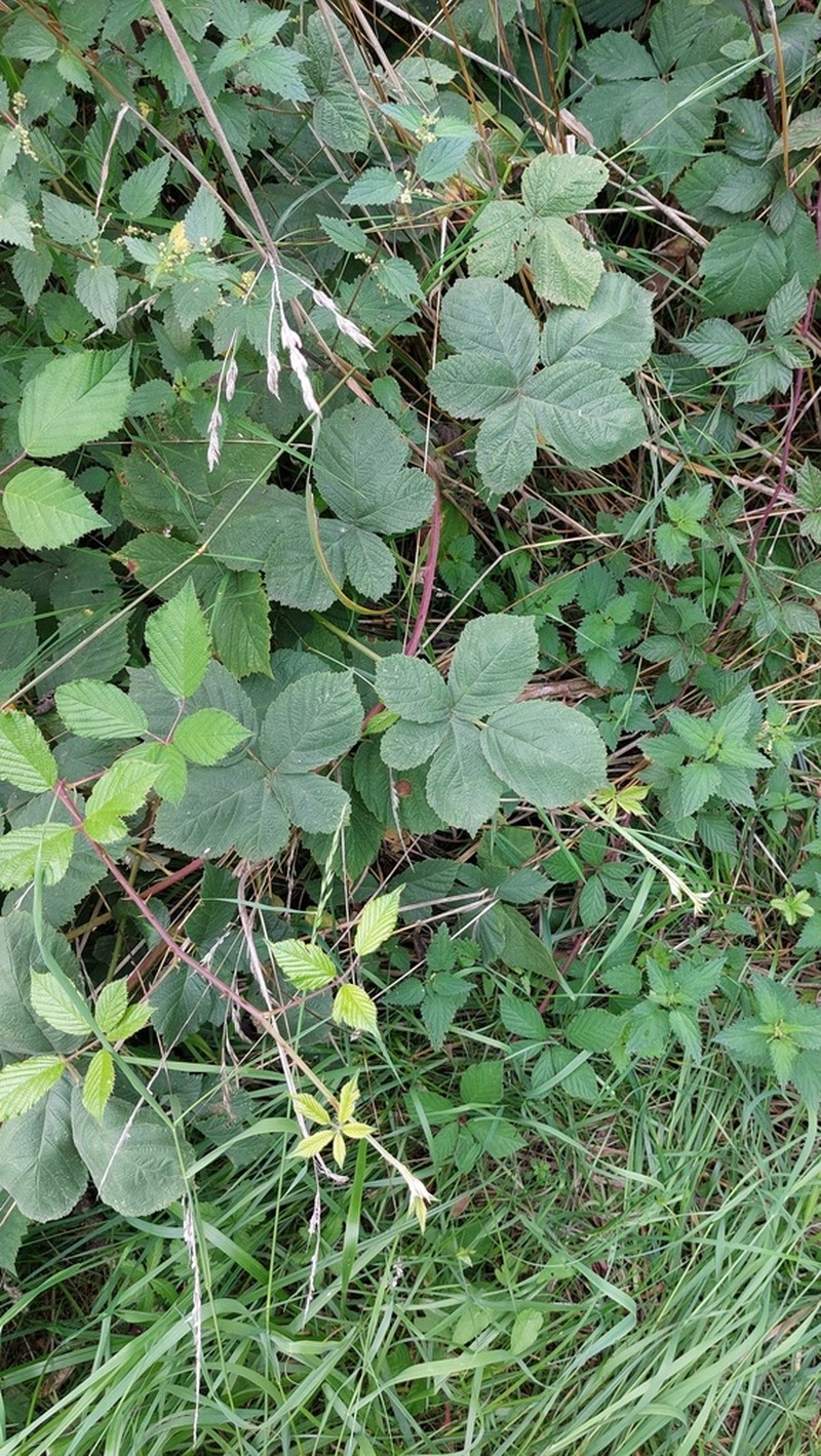 Rubus leucophaeus