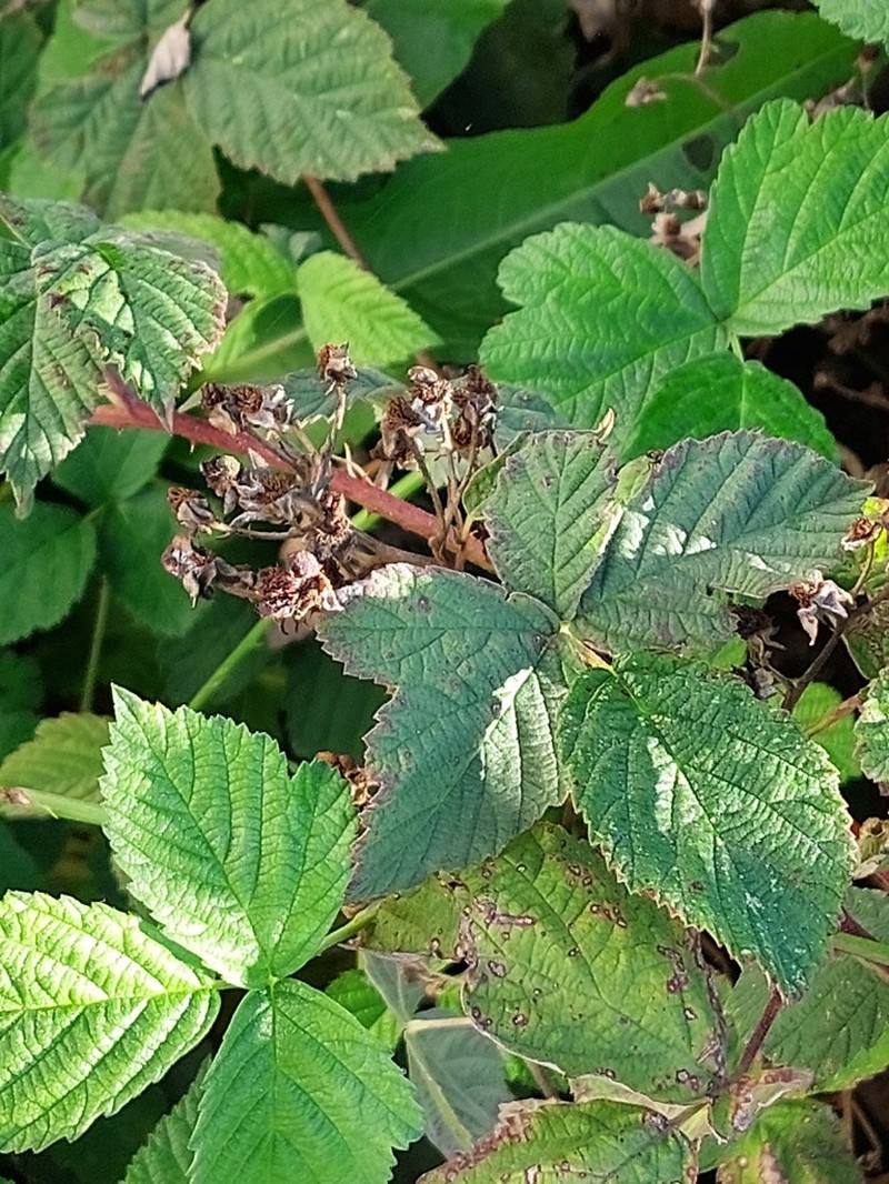 Rubus leucophaeus photo 2