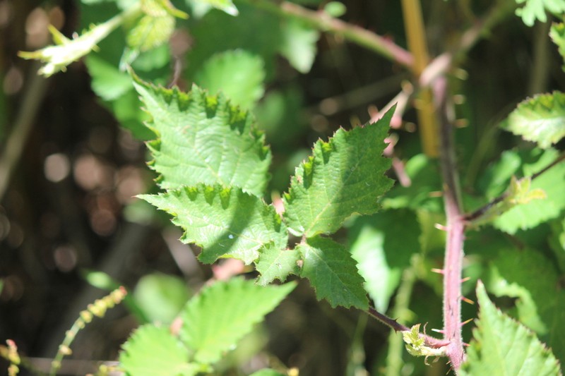 Rubus leucostachys photo 2