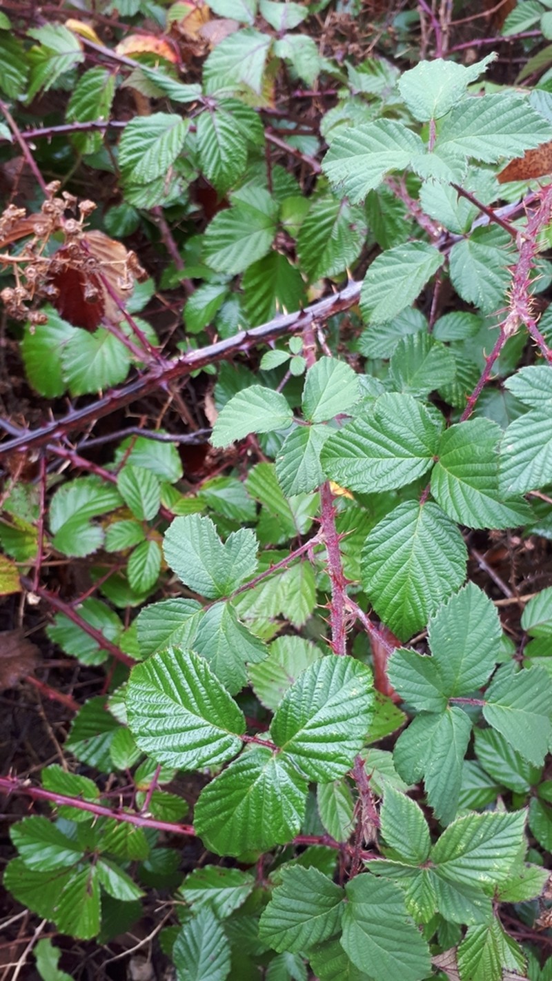 Rubus leucostachys photo 3