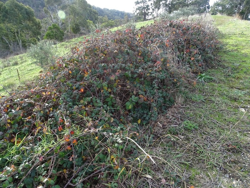 Rubus leucostachys photo 4