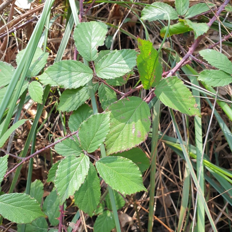 Rubus leucostachys photo 5