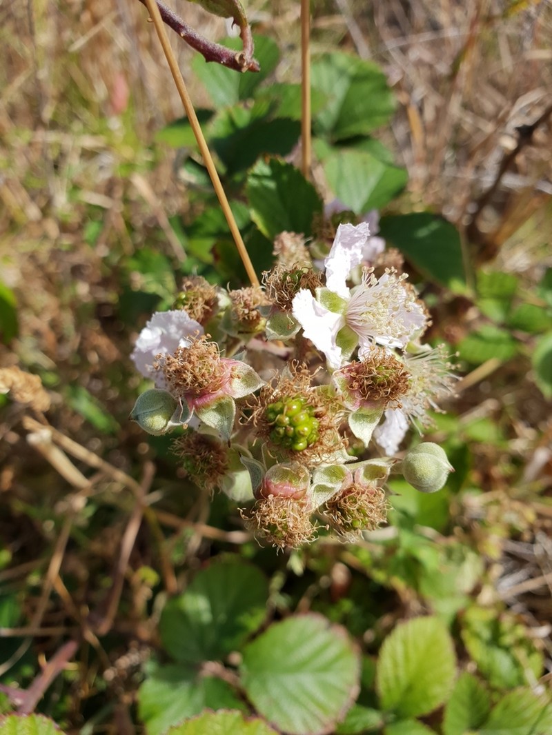 Rubus leucostachys photo 6